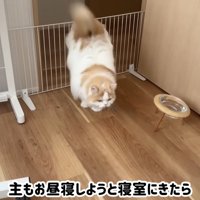 ハプニング発生時のポテチくんとレモンさん