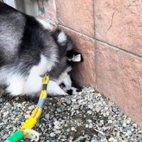 ナラちゃんの行動4