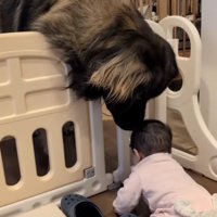 身を乗り出すバオバオくん