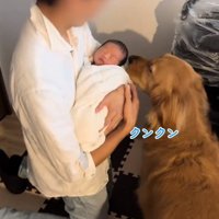 赤ちゃんの匂いを嗅ぐチョコビくん