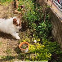 鉢植えに触れただけでビビりまくり！