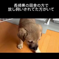 放し飼いの犬から産まれた子犬