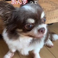 6年間ずっと繁殖犬だった…