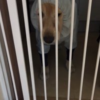 絶望のジャスミンちゃん