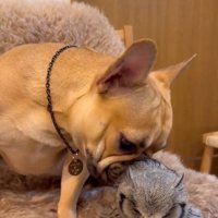 バランスを崩すはっさくくん