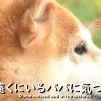 お散歩中にパパさんを発見