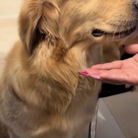 そっぽを向くゴールデン