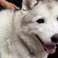 ニコニコ