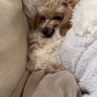 ボールを取り合う小型犬達