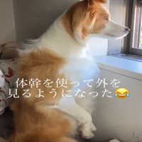 立った状態で外を見つめる犬1