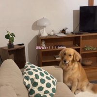 遊びたいにこちゃん
