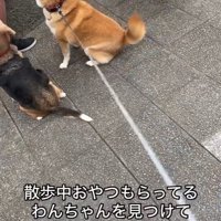 おやつをもらうワンコとポポちゃん2