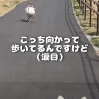 歩いてくる鳥