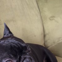 お留守番を察したジェットくん6