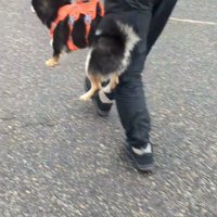 抱えられる犬の後ろ姿3