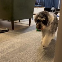 お風呂から出た時のポポちゃんの態度8