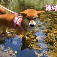 「泳いだら？」「無理！」