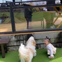 男性を見つめる犬と、しゃがんで泣いている女の子