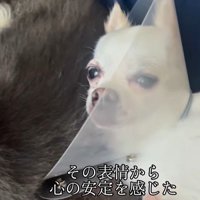 こはく君とここまるちゃんの家族愛6