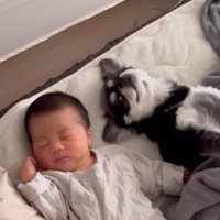 赤ちゃんの隣に並んで横になる犬