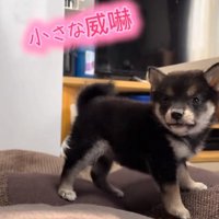 黒柴のあられちゃん