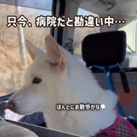 「本当かな…？」