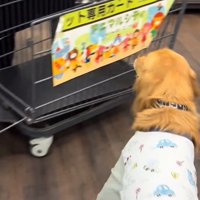 カートに気づいたならちゃん