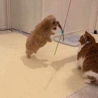 猫じゃらしで遊ぶのえるちゃん
