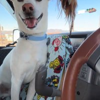 笑顔で飼い主を見つめる犬