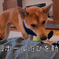 「ほら、ボールで遊びなよ～」