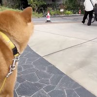 寂しげな後ろ姿…