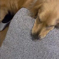 markくんとお兄ちゃんの再会4