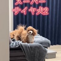 ぷうたちゃんも登場