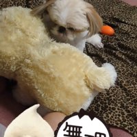 ぬいぐるみを見つめる犬