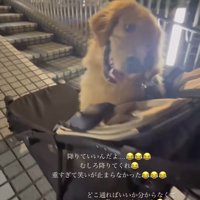 自分が乗っているペットカートを押す飼い主をふり返る犬