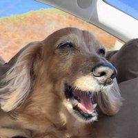 口を大きく開けて鳴いている犬