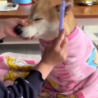 丁寧に梳かそうね