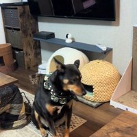 猫ちゃんが振り返ると…