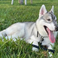 とってもやんちゃなぎんちゃん