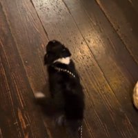 立ち去るオレオちゃん