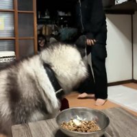 後ろを振り返る犬