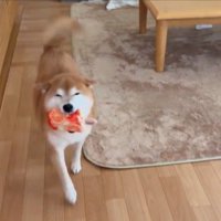 ニコニコ