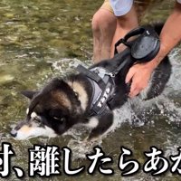 不安げなお顔で泳ぐ練習