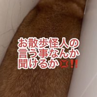 お散歩に行きたくなくて怒る柴犬