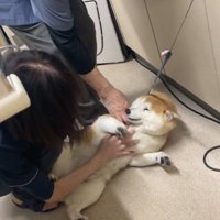 床に寝転がる犬の腹を撫でる男性の獣医