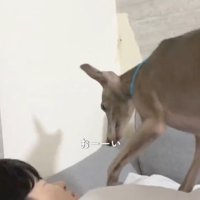 前足を動かす犬2