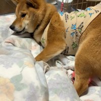 しょんぼりと俯いたかと思うと…