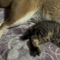 毛布の上で寄り添う犬と猫