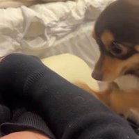 腕を掘り始める犬