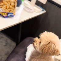 くまちゃんに「おやつほしいの？」と聞いたら9